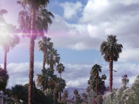 the talking district, gj padilla, palm springs, trees, nature, photography